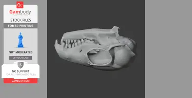 Tree Shrew Skull - Skull Replica STL