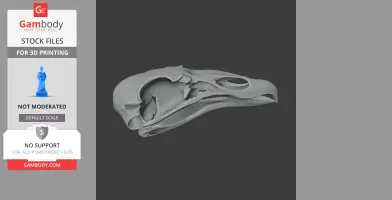 Turkey Vulture Skull - Skull Replica STL