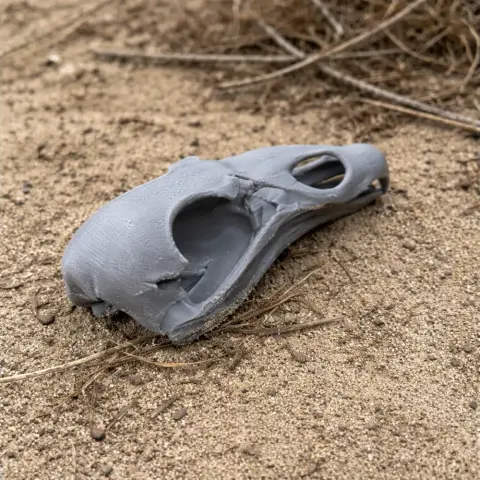 Turkey Vulture Skull - Skull Replica STL