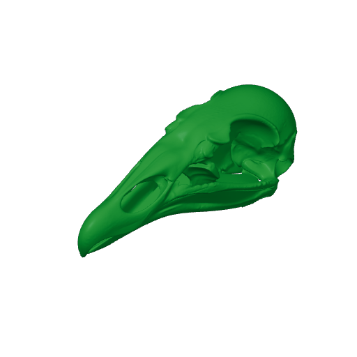 Turkey Vulture Skull.3mf