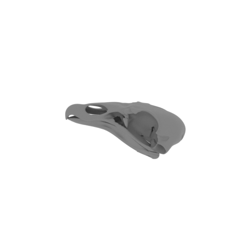 Turkey Vulture Skull.stl