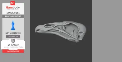 Turkey Vulture Skull - Skull Replica STL
