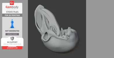 Umbrellabird Skull - Skull Replica STL