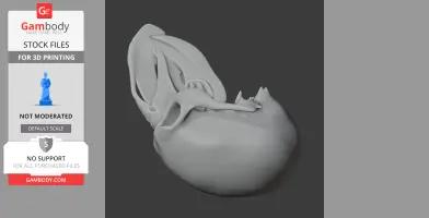 Umbrellabird Skull - Skull Replica STL