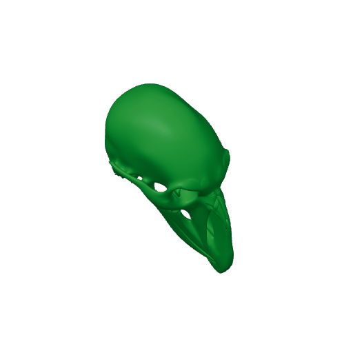 Umbrellabird Skull.3mf