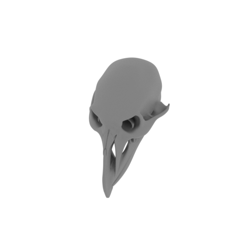Umbrellabird Skull.stl