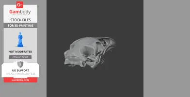 Upland Moa Skull - Skull Replica STL