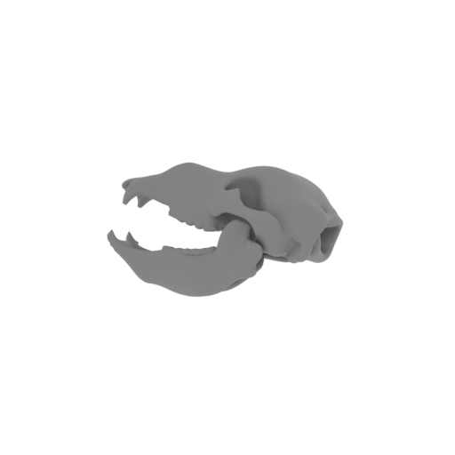 Ursus deningeri Skull.stl