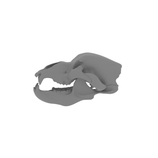 Ursus spelaeus (Cave Bear) Skull.stl