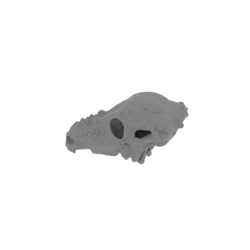 Vectisaurus Skull.stl