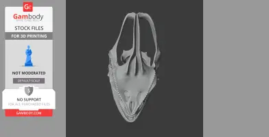 3D model of a veiled chameleon skull, detailed and ready for 3D printing.