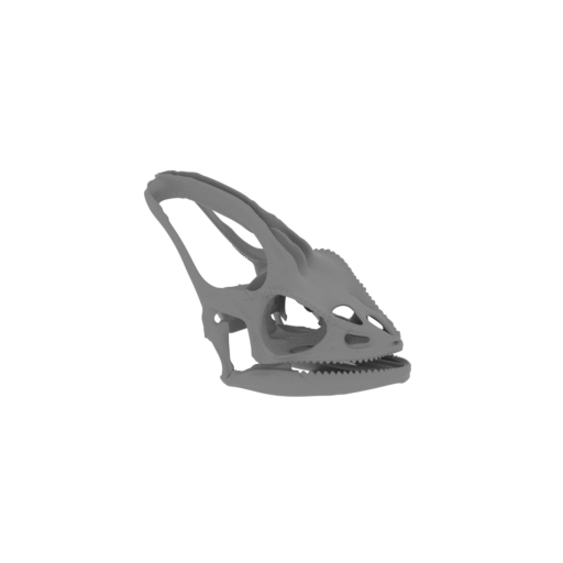 Veiled Chameleon Skull.stl