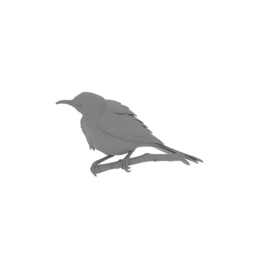 Bar-breasted honeyeater.stl