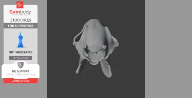 A 3D model of a Water Deer skull, displayed from a front view, designed for 3D printing.