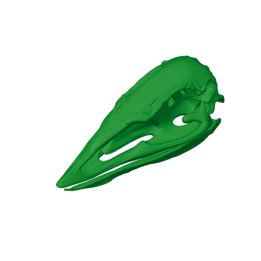 Vorombe titan (Elephant Bird) Skull.3mf