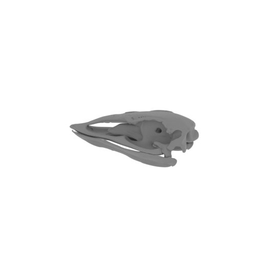 Vorombe titan (Elephant Bird) Skull.stl