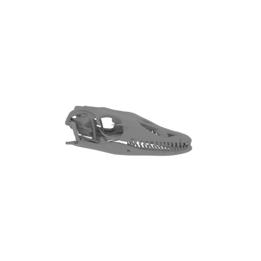 Water Monitor Skull.stl