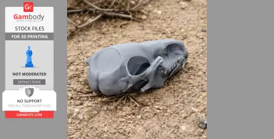 3D-printed water shrew skull replica lying on sandy ground.