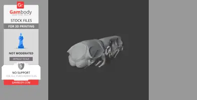 3D model rendering of a water shrew's skull, viewed from the side.
