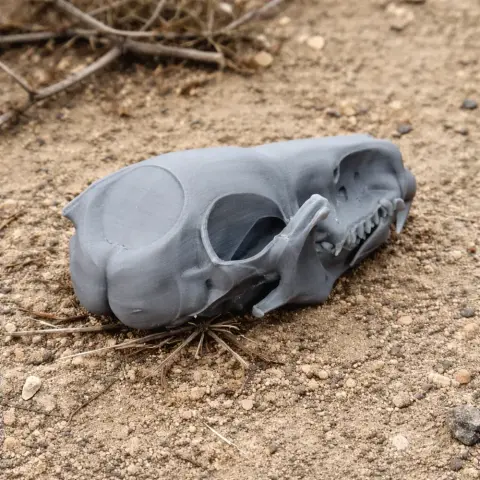 3D printed water shrew skull model, gray, placed on sandy ground.