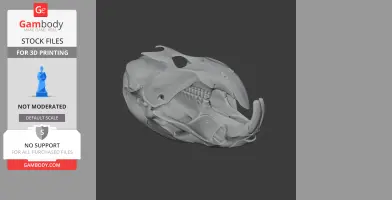 3D model of a water vole skull for printing, showing detailed bone structure and teeth.