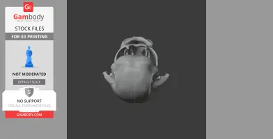 3D model of a water vole skull viewed from the top, designed for 3D printing.