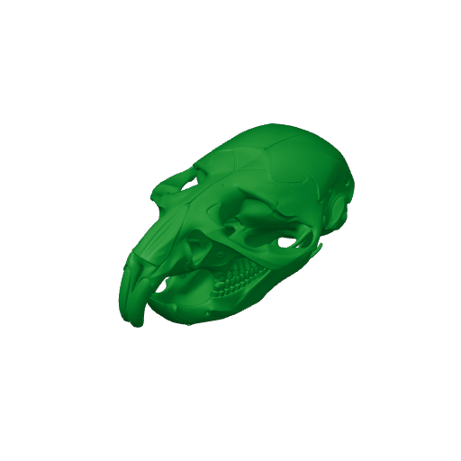Water Vole Skull.3mf