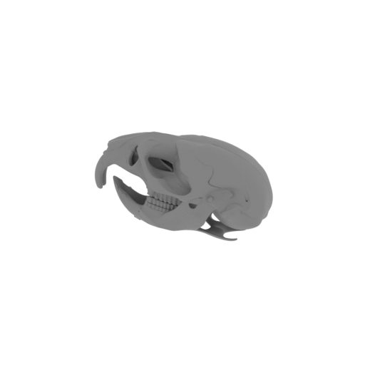 Water Vole Skull.stl