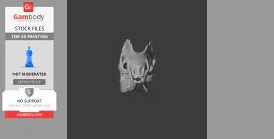 3D model of a web-footed tenrec skull, front view, with intricate bone details on a dark background.