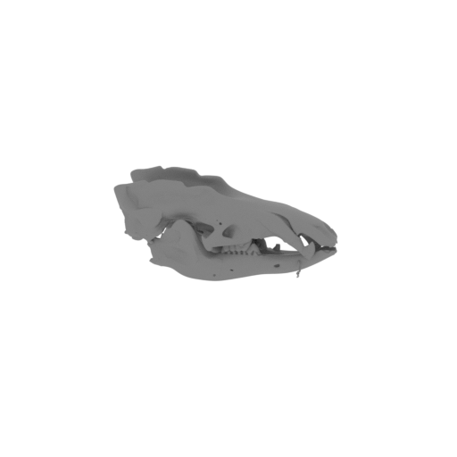Web-footed Tenrec Skull.stl