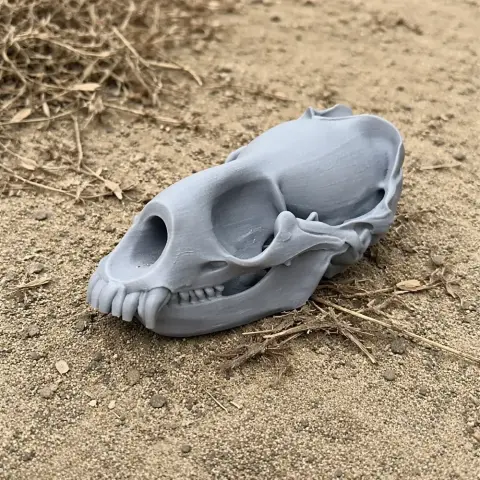 Weddell Seal Skull - Skull Replica STL