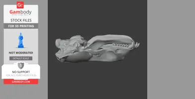 Weddell Seal Skull - Skull Replica STL