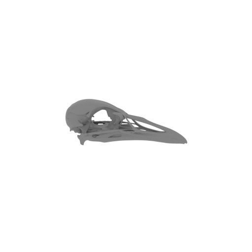 Weka Skull.stl
