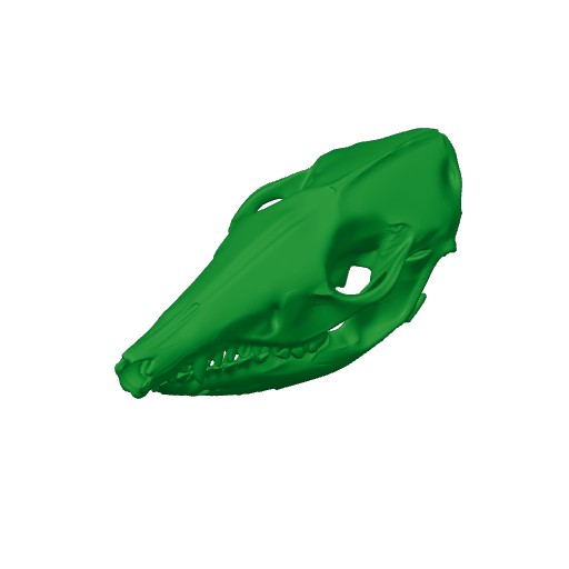 Western Barred Bandicoot Skull.3mf