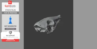 Western Barred Bandicoot Skull - Skull Replica STL