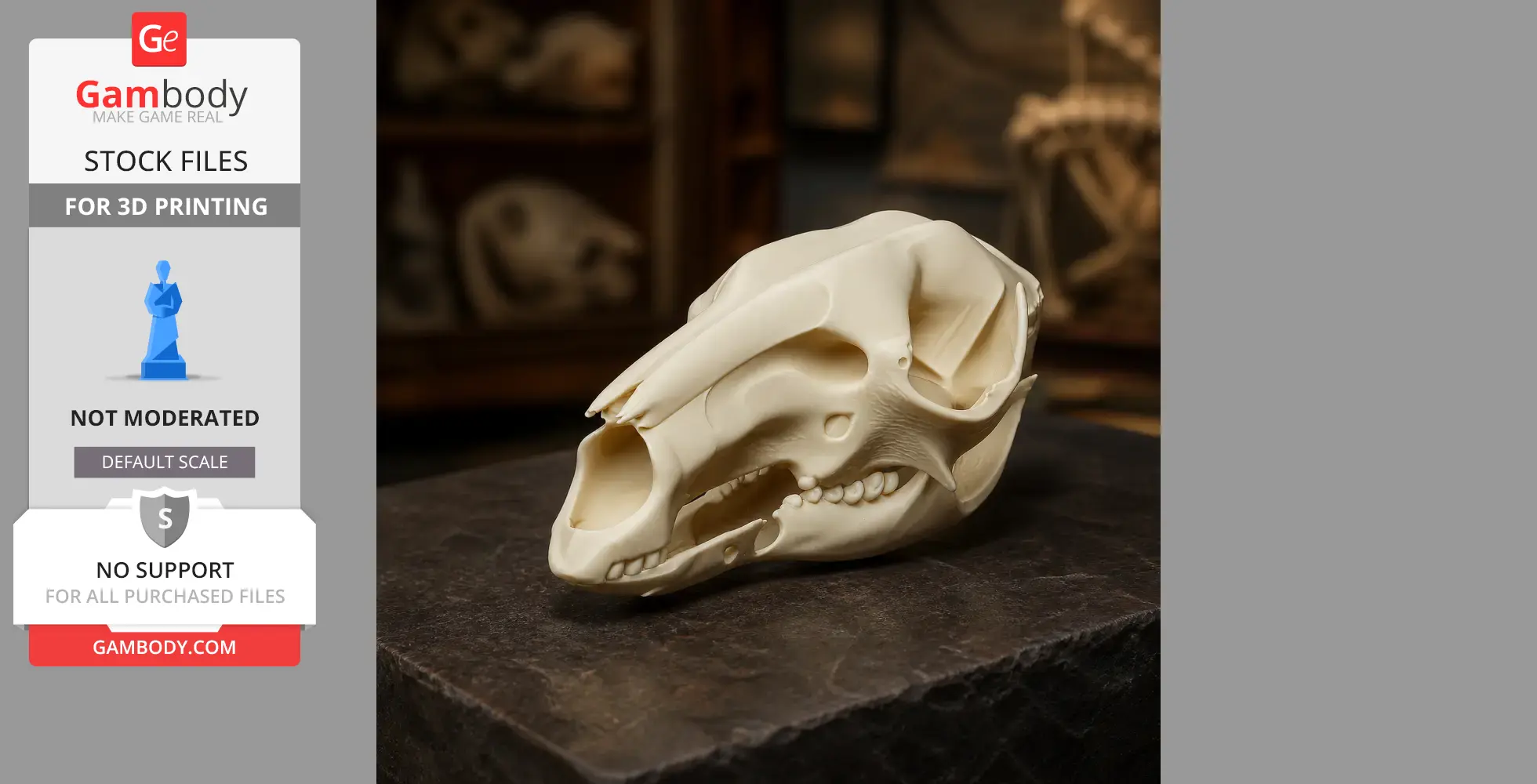 A detailed 3D-printed model of a Western Grey Kangaroo skull on a dark surface.