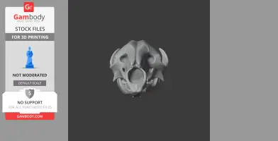 3D model of a Western Grey Kangaroo skull, front view, for printing.