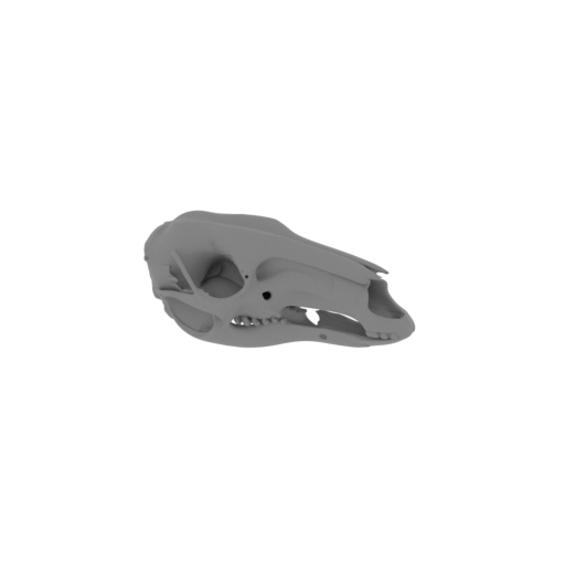 Western Grey Kangaroo Skull.stl