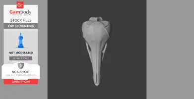 3D model of a Western Long-beaked Echidna skull from a top view, designed for 3D printing.