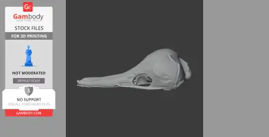 3D model of a Western Long-beaked Echidna skull, side view, for printing in STL format.