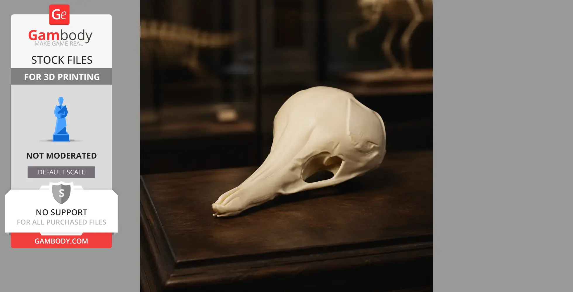 3D printed Western Long-beaked Echidna skull replica on display.