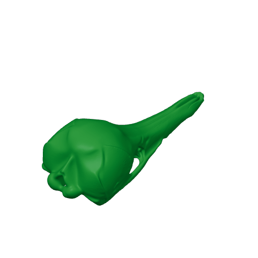 Western Long-beaked Echidna Skull.3mf