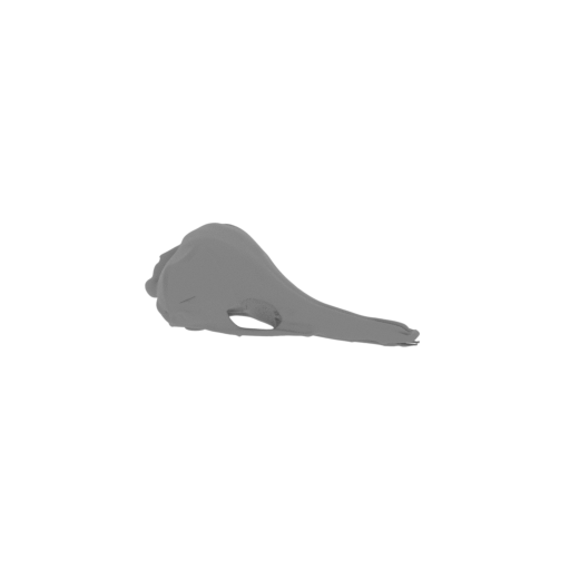Western Long-beaked Echidna Skull.stl
