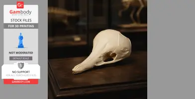 3D printed Western Long-beaked Echidna skull replica on display.