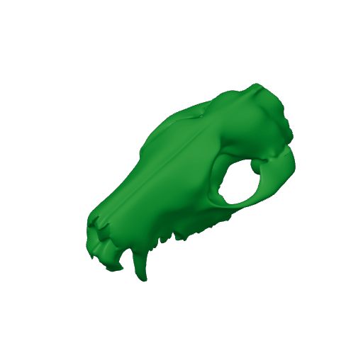 Western Quoll Skull.3mf