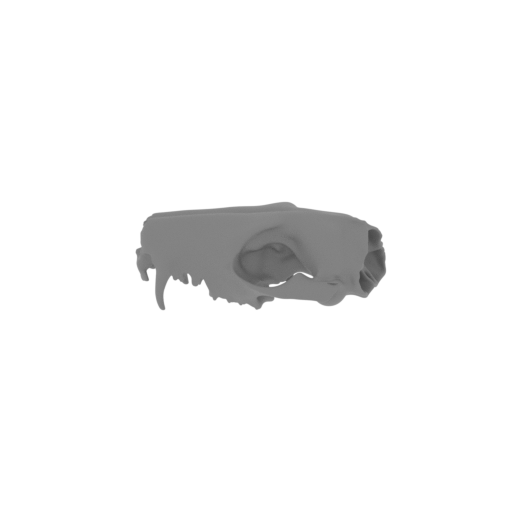 Western Quoll Skull.stl