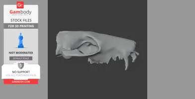 Western Quoll Skull - Skull Replica STL