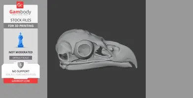 White-tailed eagle skull 3D model, side view, showcasing detailed bone structure for 3D printing.