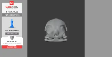 3D printable white-tailed eagle skull model, front view.