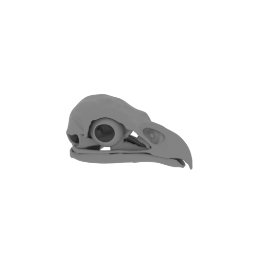 White-tailed Eagle Skull.stl